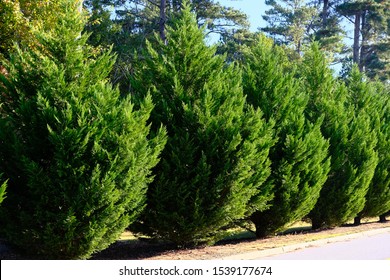 Leyland Cypress Trees in a Row along Road as hedge