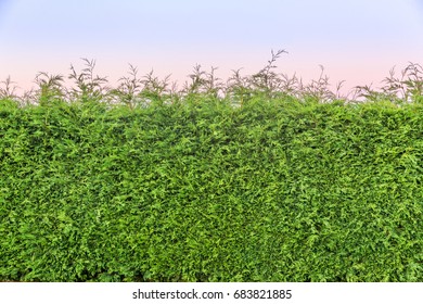 Leylandii Hedge Background