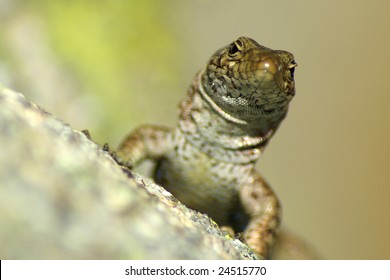 lezard