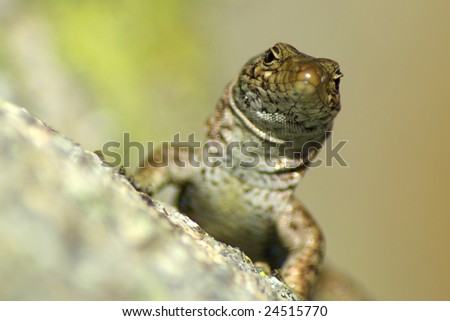 lezard