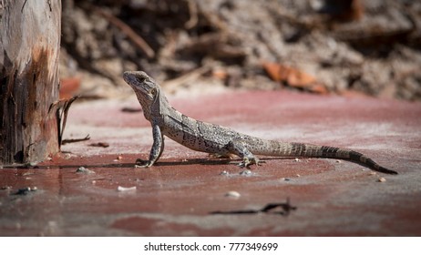 Lezard drinking in a puddle