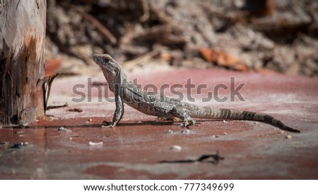 Lezard drinking in a puddle