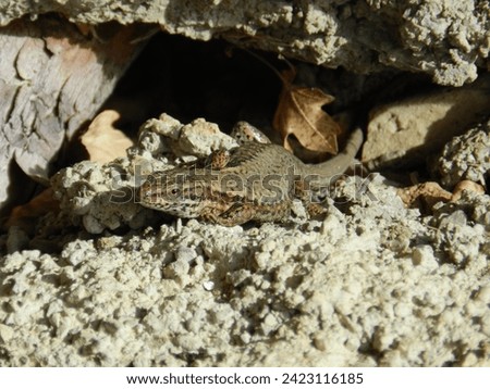 Lezard sunbathing on rocks .