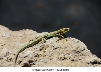 lezard vert