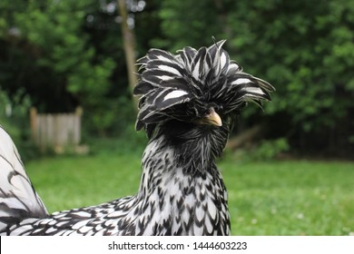 59 Silver laced polish chicken Images, Stock Photos & Vectors ...