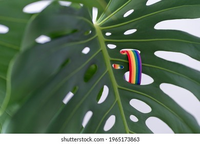 LGBTQI Gay Pride community concept. Love Wins. Multicolored Rainbow flag bracelet on monstera green plant. Symbol of gay pride.