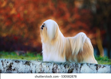 Lhasa Apso