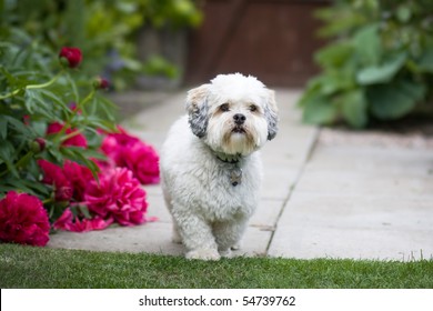 Lhasa Apso