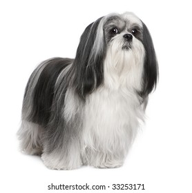 Lhasa Apso Images Stock Photos Vectors Shutterstock