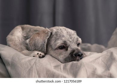 1000 Lhasa Apso Puppy Stock Images Photos Vectors Shutterstock