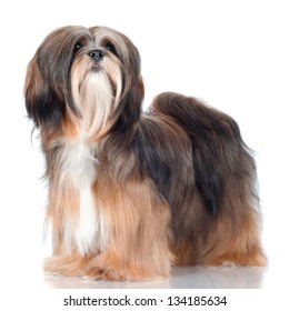 Lhasa Apso Dog