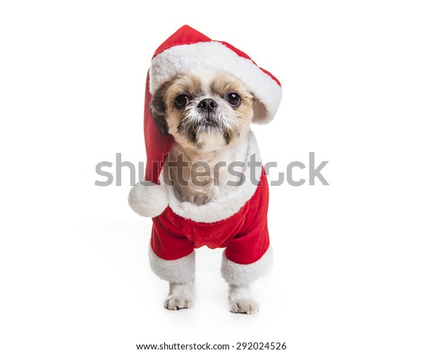 lhasa apso dog clothes