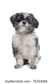 Lhasa Apso In Front Of A White Background