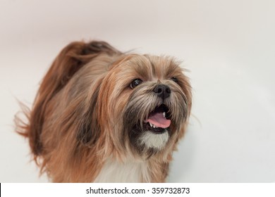 Lhasa Apso Looks Up At White Background