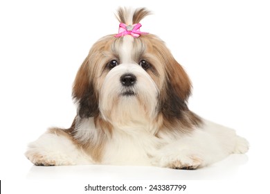 Lhasa Apso Lying Down On White Background