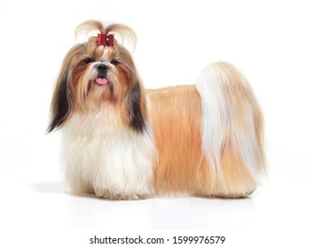 Lhasa Apso On A White Background