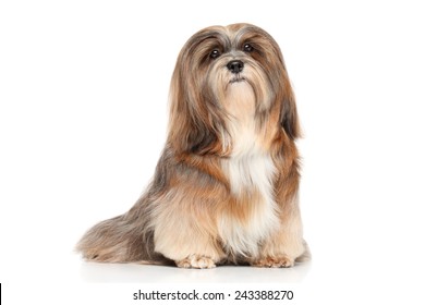 Royalty Free Lhasa Apso Stock Images Photos Vectors Shutterstock