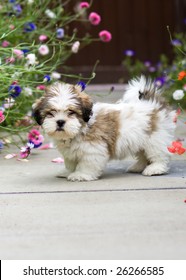 Lhasa Apso Puppy