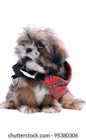 Lhasa Apso Puppy