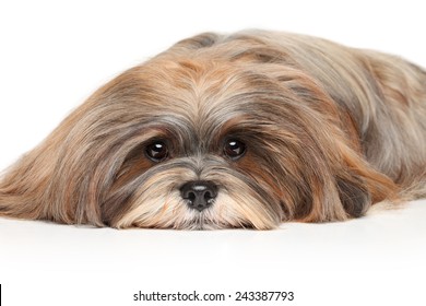 Lhasa Apso Resting On A White Background