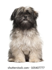 Lhasa Apso Sitting Against White Background