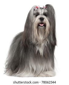 Lhasa Apso Images Stock Photos Vectors Shutterstock