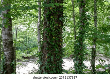 Lianas on trees in a subtropical forest in the Caucasus Mountains - Shutterstock ID 2392137817