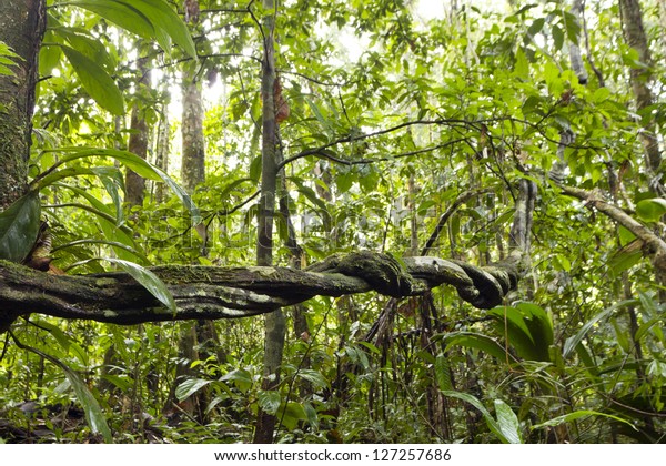 Lianas Winding Through Rainforest Ecuadorian Amazon Stock Photo (Edit ...