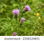 Liatris aspera (Rough Blazing Star) Native North American Prairie Wildflower