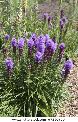 Liatris spicata