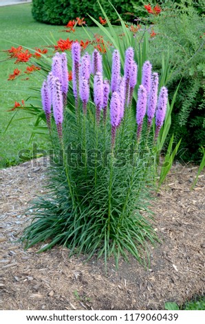 Liatris spicata or Blazing stars