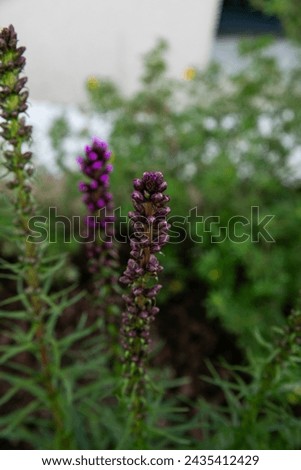 Liatris Spicata, Dense blazing star, violet and dark pink tops before bloom. Detail, close up of stems on a green foliage background. 