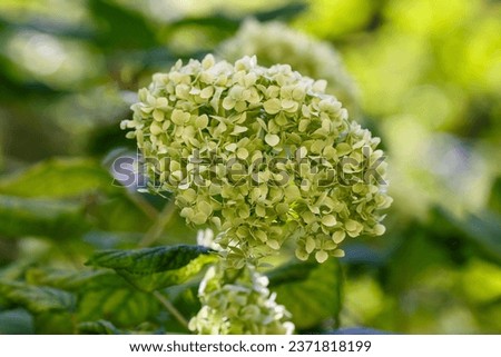 Liatris spicata ( lat. Liatris spicata ) is a herbaceous corm plant for flower garden in a natural style