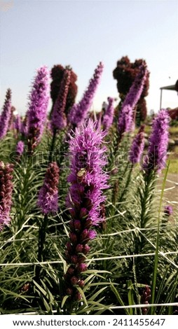 liatris spicata with leaves and flowers background