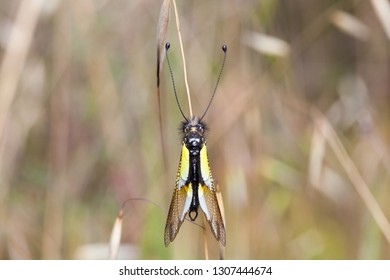 Libelloides. Ascalaphinae. Insect on a plant. 