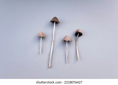 Liberty Cap, Psilocybe Semilanceata Flat Lay. Psychodelic, Hallucinogen Mashroom.