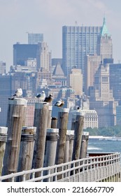 Liberty Island Overlooking Manhattan Cityscape, New York City, USA