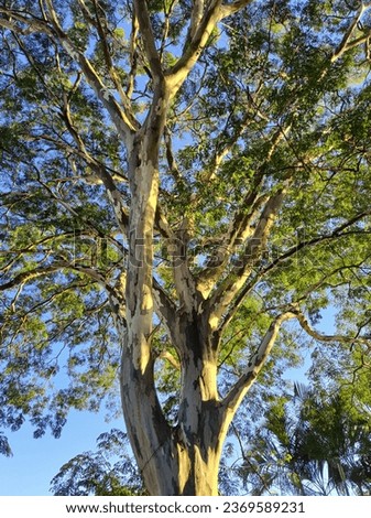 Libidibia ferrea, sunlit, commonly known as pau-ferro, Jucá, pau-ferro, morado or leopard. It is native to Brazil and Bolivia. The previous classification was Caesalpinia. Used as a natural remedy.