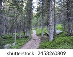 Lichen along Forest Lakes Trail James Leak Wilderness Rollinsville Rocky Mountains colorado