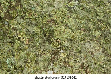 Lichen, Anthoceros And Moss Growing On Stone