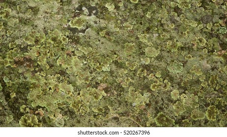 Lichen, Anthoceros And Moss Growing On Stone