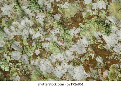 Lichen, Anthoceros And Moss Growing On Stone