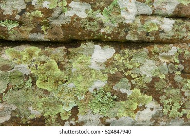 Lichen, Anthoceros And Moss Growing On Stone