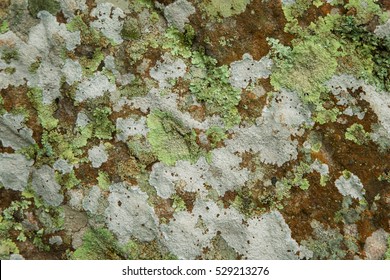 Lichen, Anthoceros And Moss Growing On Stone