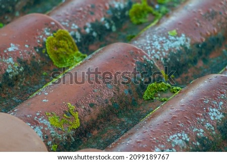Lichen background on the roof.A lichen is a composite organism that arises from algae or cyanobacteria living among filaments of multiple fungi species in a mutualistic relationship. Symbiosis