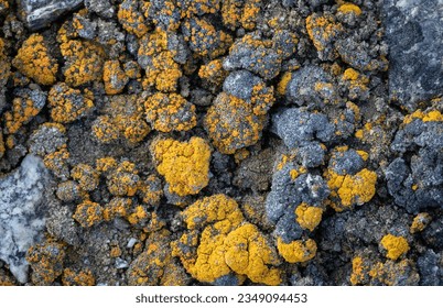 Lichen, covered rocks; Terra Nova Bay, Antarctica; Lichen growing, on moss; Terra Nova, Blue Bay, Antarctica Bay; Yellow and red lichen; Terra Nova, Bay, Antarctica