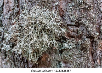 Lichen species Images, Stock Photos & Vectors | Shutterstock