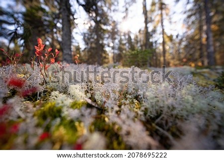 Lichen in forest ground in Finland
