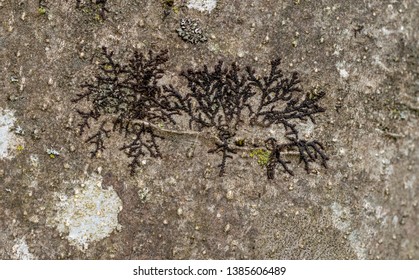 Lichen. Frullania, probably dilatata .