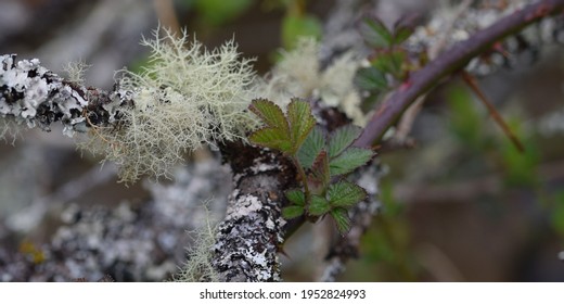 Lichen Growing At Goss Moor Site Of Special Scientific Interest Cornwall